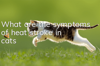 What are the symptoms of heat stroke in cats?