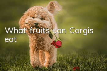 What fruits can Corgis eat?