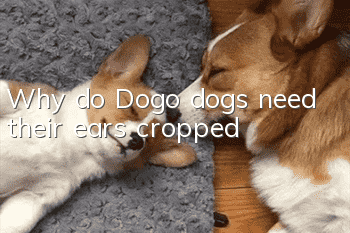 Why do Dogo dogs need their ears cropped?