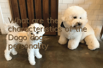What are the characteristics of the Dogo dog’s personality?