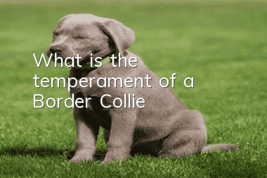 What is the temperament of a Border Collie?