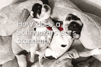 How does a Schnauzer's ears stand up?