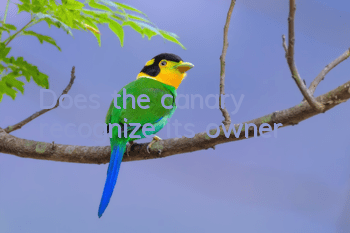 Does the canary recognize its owner?