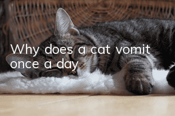 Why does a cat vomit once a day?