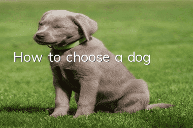 How to choose a dog
