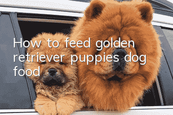 How to feed golden retriever puppies dog food