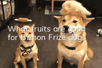 What fruits are good for Bichon Frize dogs?