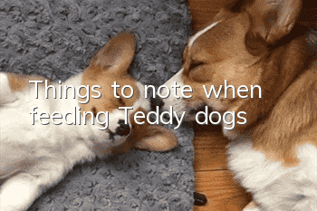 Things to note when feeding Teddy dogs