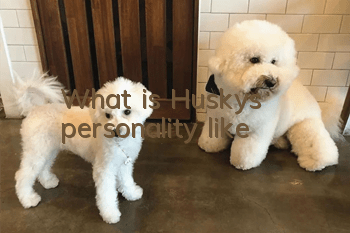 What is Husky’s personality like?