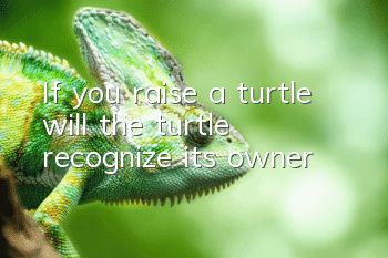 If you raise a turtle, will the turtle recognize its owner?