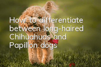 How to differentiate between long-haired Chihuahuas and Papillon dogs