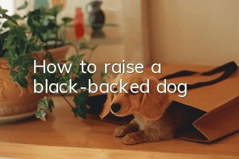 How to raise a black-backed dog