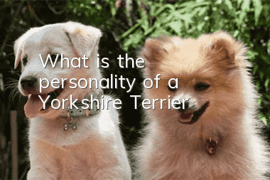What is the personality of a Yorkshire Terrier?