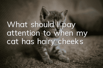 What should I pay attention to when my cat has hairy cheeks?