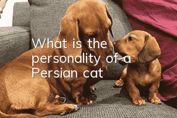What is the personality of a Persian cat?