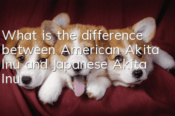 What is the difference between American Akita Inu and Japanese Akita Inu?