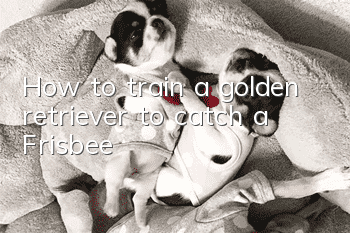 How to train a golden retriever to catch a Frisbee