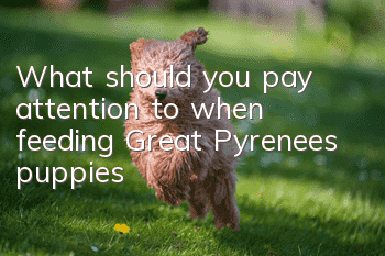 What should you pay attention to when feeding Great Pyrenees puppies?