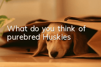 What do you think of purebred Huskies?