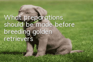 What preparations should be made before breeding golden retrievers?