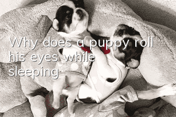 Why does a puppy roll his eyes while sleeping?