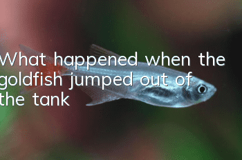 What happened when the goldfish jumped out of the tank?