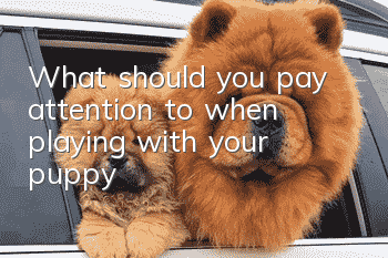 What should you pay attention to when playing with your puppy?