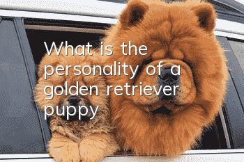 What is the personality of a golden retriever puppy?
