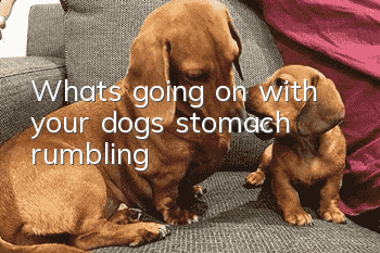 What’s going on with your dog’s stomach rumbling?