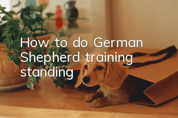 How to do German Shepherd training standing