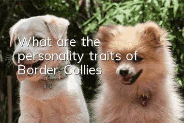 What are the personality traits of Border Collies?