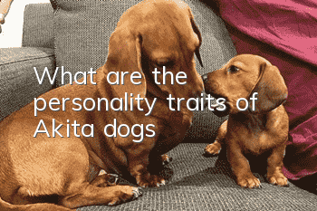 What are the personality traits of Akita dogs?