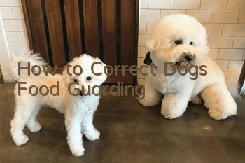 How to Correct Dog’s Food Guarding
