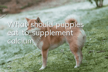 What should puppies eat to supplement calcium?