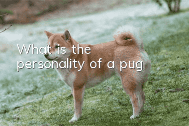 What is the personality of a pug?