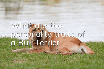 What are the personality traits of a Bull Terrier?
