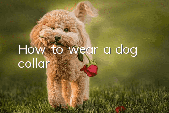 How to wear a dog collar