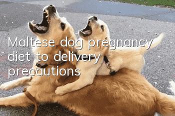 Maltese dog pregnancy diet to delivery precautions