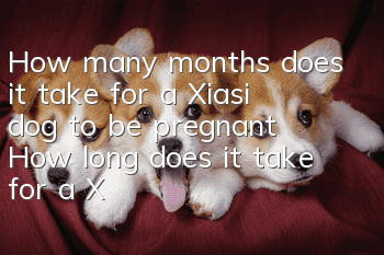 How many months does it take for a Xiasi dog to be pregnant? How long does it take for a Xiasi dog to give birth after pregnancy?