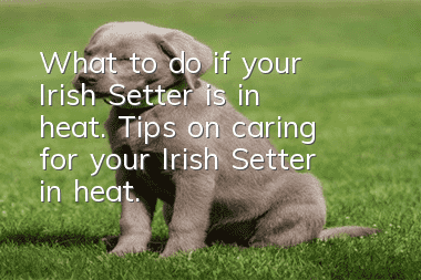 What to do if your Irish Setter is in heat. Tips on caring for your Irish Setter in heat.