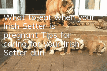 What to eat when your Irish Setter is pregnant? Tips for caring for your Irish Setter during pregnancy