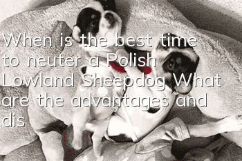 When is the best time to neuter a Polish Lowland Sheepdog? What are the advantages and disadvantages of neutering a Polish Lowland Sheepdog?