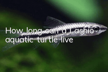 How long can a Lashio aquatic turtle live?