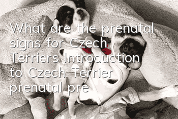 What are the prenatal signs for Czech Terriers? Introduction to Czech Terrier prenatal preparations