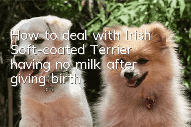 How to deal with Irish Soft-coated Terrier having no milk after giving birth?