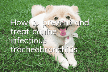 How to prevent and treat canine infectious tracheobronchitis