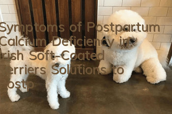 Symptoms of Postpartum Calcium Deficiency in Irish Soft-Coated Terriers Solutions to Postpartum Calcium Deficiency in Irish Soft-Coated Terriers