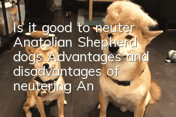 Is it good to neuter Anatolian Shepherd dogs? Advantages and disadvantages of neutering Anatolian Shepherd dogs
