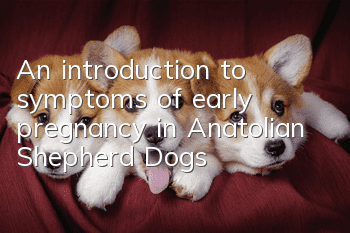 An introduction to symptoms of early pregnancy in Anatolian Shepherd Dogs