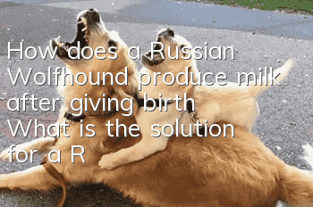 How does a Russian Wolfhound produce milk after giving birth? What is the solution for a Russian Wolfhound that has no milk after giving birth?